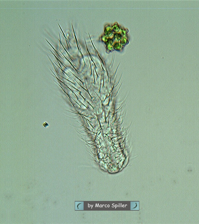 Chaetonotus: sopra il fuoco
